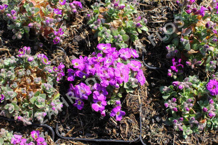 Tařička kosníkovitá 'Chianti' - Aubrieta deltoides 'Chianti'