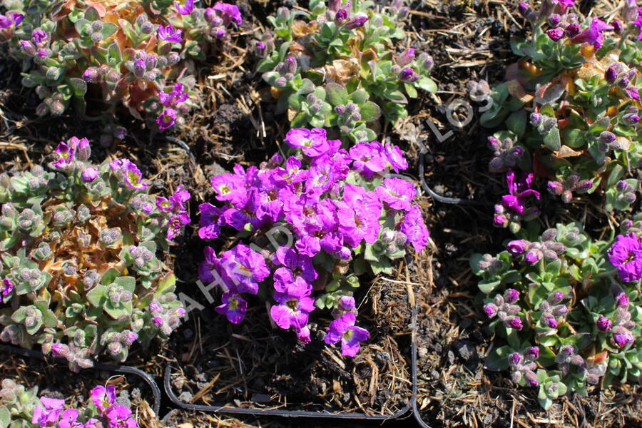 Tařička kosníkovitá 'Chianti' - Aubrieta deltoides 'Chianti'