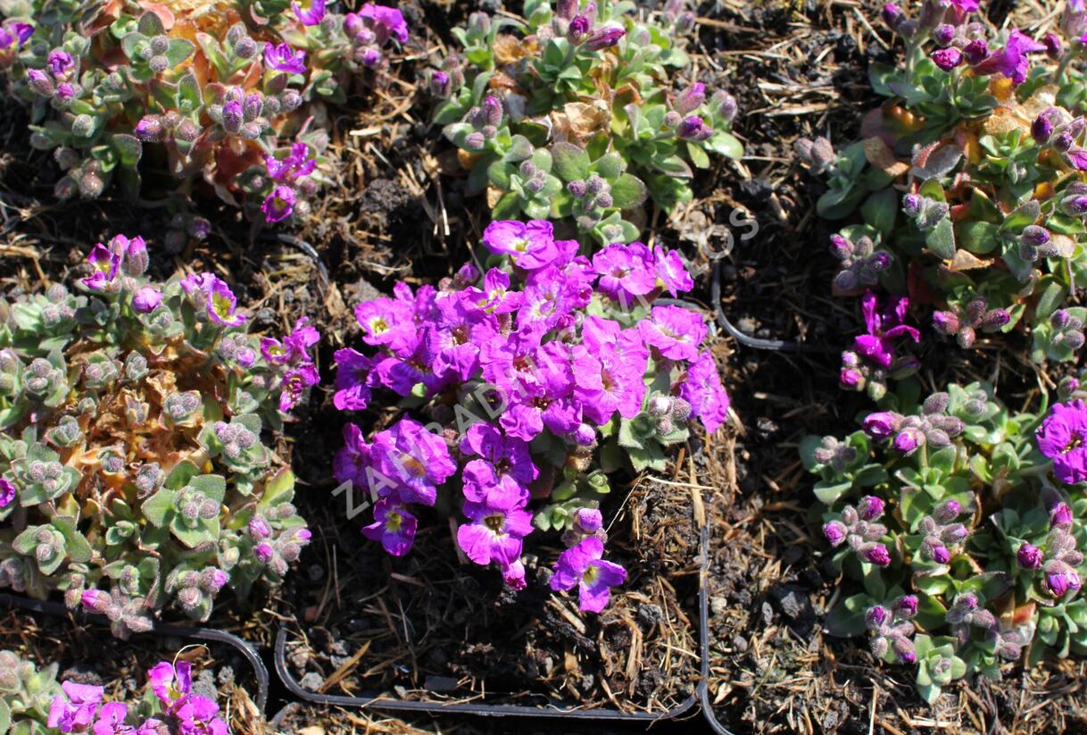 Tařička kosníkovitá 'Chianti' - Aubrieta deltoides 'Chianti'