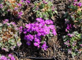 Tařička kosníkovitá 'Chianti' - Aubrieta deltoides 'Chianti'