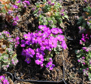 Tařička kosníkovitá 'Chianti' - Aubrieta deltoides 'Chianti'