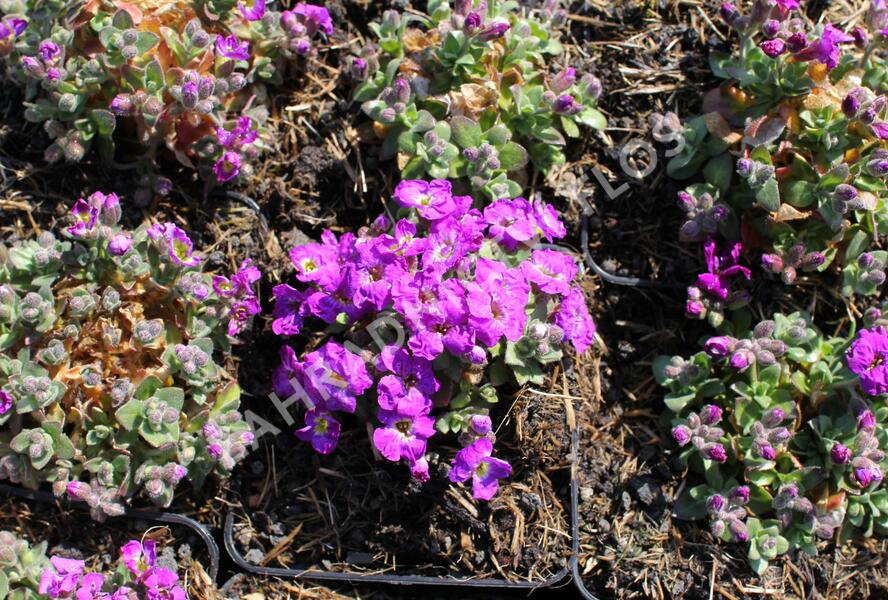 Tařička kosníkovitá 'Chianti' - Aubrieta deltoides 'Chianti'