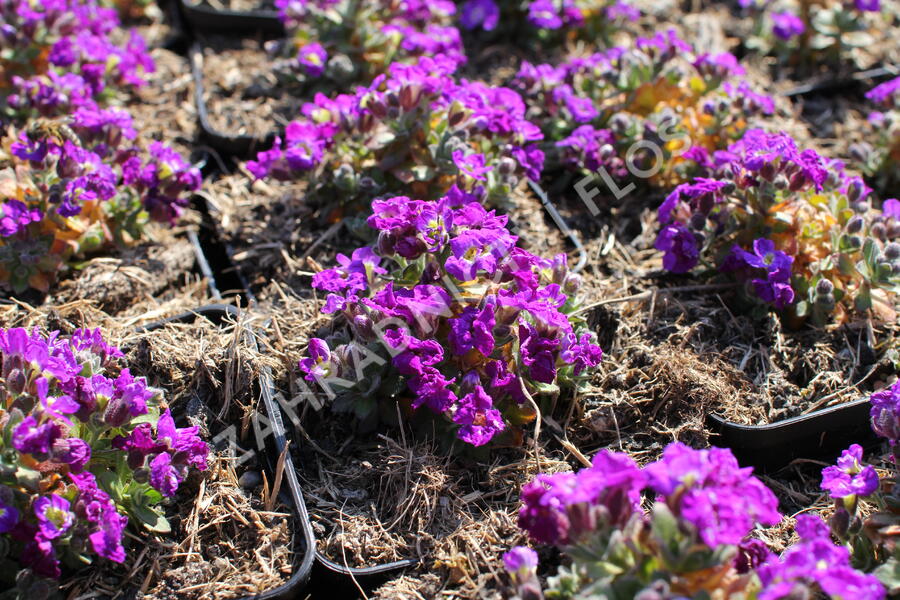 Tařička kosníkovitá 'Axcent Light Blue' - Aubrieta deltoides 'Axcent Light Blue'