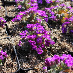 Tařička kosníkovitá 'Axcent Light Blue' - Aubrieta deltoides 'Axcent Light Blue'