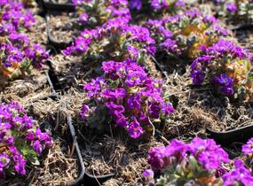 Tařička kosníkovitá 'Axcent Light Blue' - Aubrieta deltoides 'Axcent Light Blue'