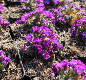 Tařička kosníkovitá 'Axcent Light Blue' - Aubrieta deltoides 'Axcent Light Blue'