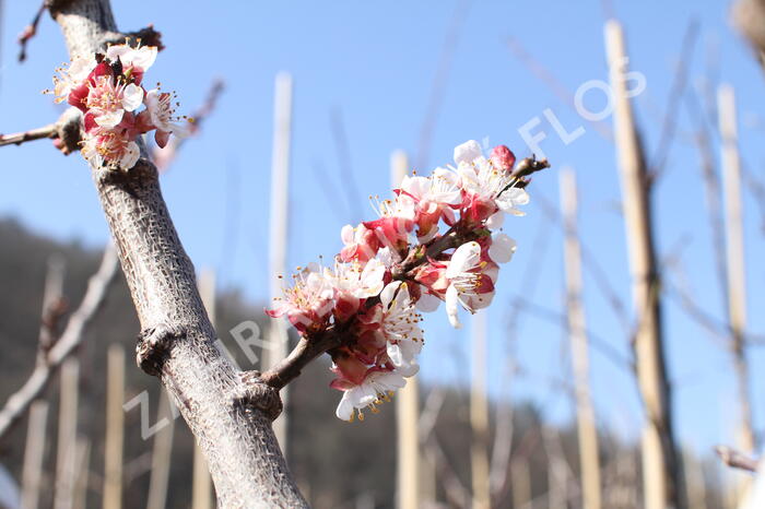 Meruňka raná 'Lejuna' - Prunus armeniaca 'Lejuna'