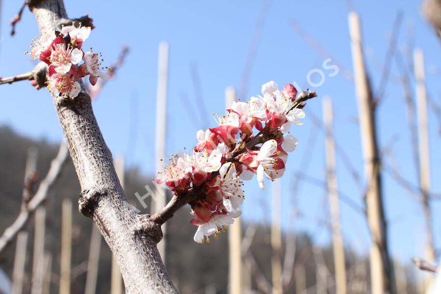 Meruňka raná 'Lejuna' - Prunus armeniaca 'Lejuna'