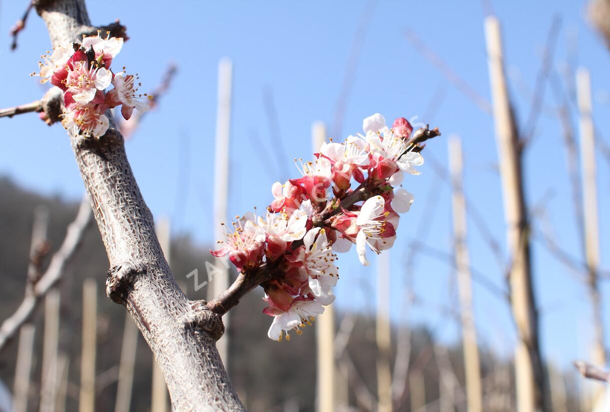 Meruňka raná 'Lejuna' - Prunus armeniaca 'Lejuna'