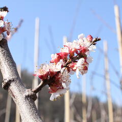 Meruňka raná 'Lejuna' - Prunus armeniaca 'Lejuna'