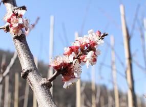 Meruňka raná 'Lejuna' - Prunus armeniaca 'Lejuna'