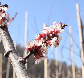 Meruňka raná 'Lejuna' - Prunus armeniaca 'Lejuna'