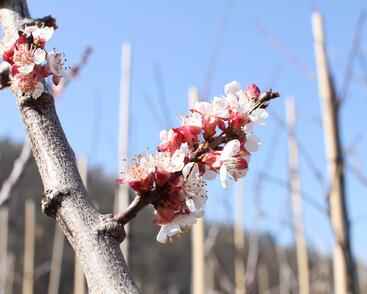 Meruňka raná 'Lejuna'