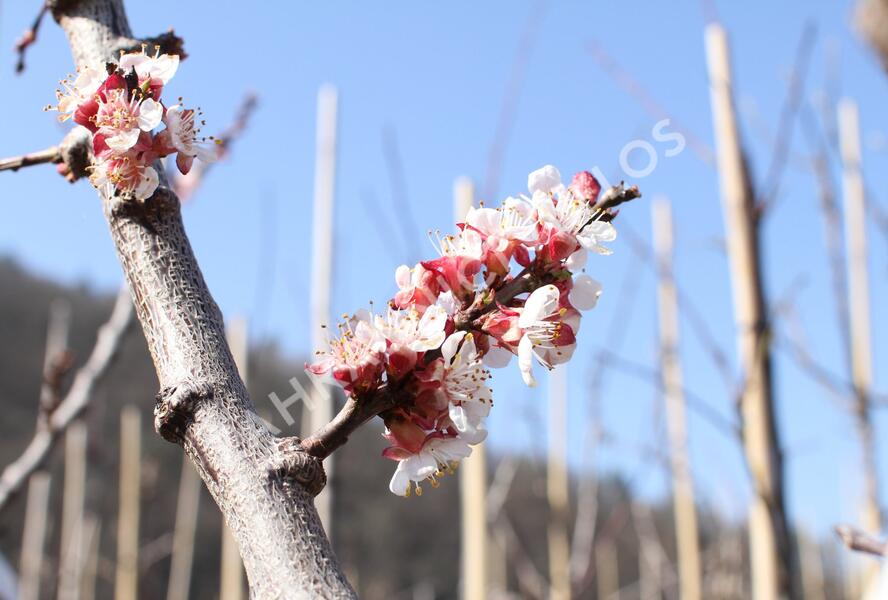 Meruňka raná 'Lejuna' - Prunus armeniaca 'Lejuna'