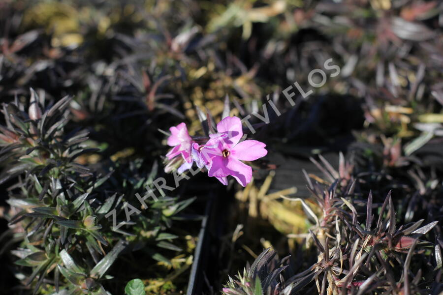 Plamenka šídlovitá 'Spring Pink Dark Eye' - Phlox subulata 'Spring Pink Dark Eye'