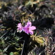 Plamenka šídlovitá 'Spring Pink Dark Eye' - Phlox subulata 'Spring Pink Dark Eye'