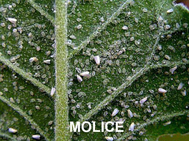 Přírodní prostředek na ochranu rostlin - NATURA Rock Effect