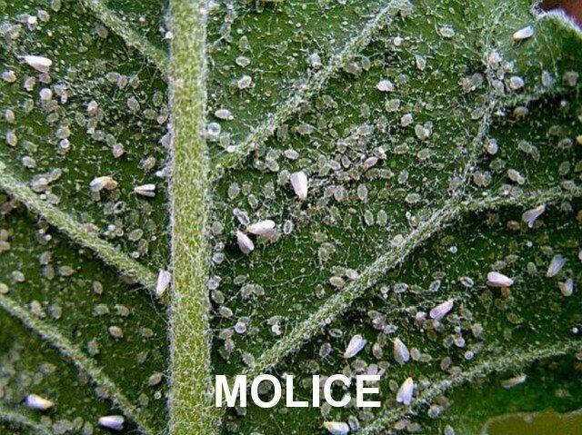 Přírodní prostředek na ochranu rostlin - NATURA Rock Effect