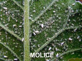 Přírodní prostředek na ochranu rostlin - NATURA Rock Effect