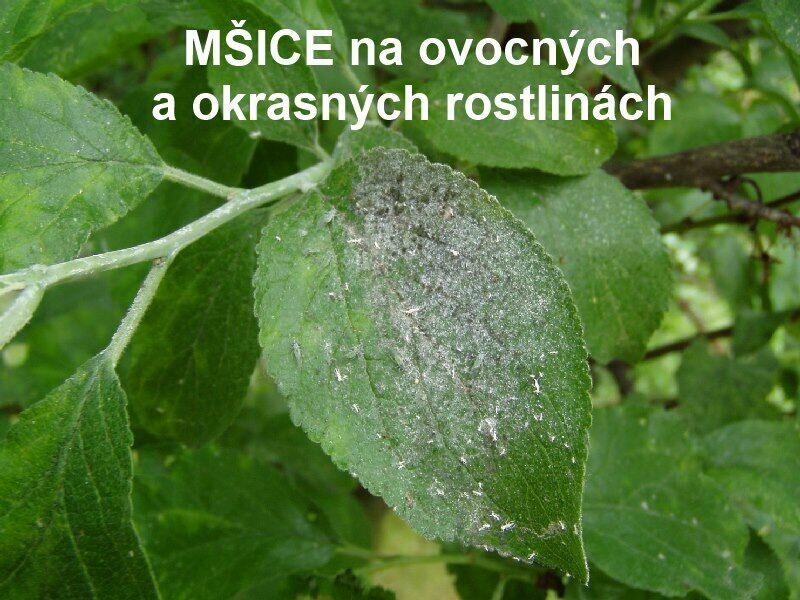 Přírodní prostředek na ochranu rostlin - NATURA Rock Effect