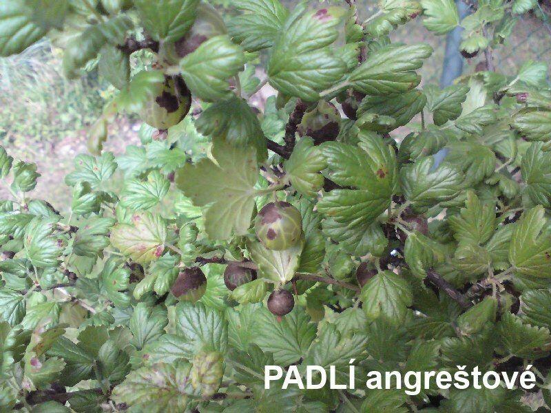 Přírodní prostředek na ochranu rostlin - NATURA Rock Effect