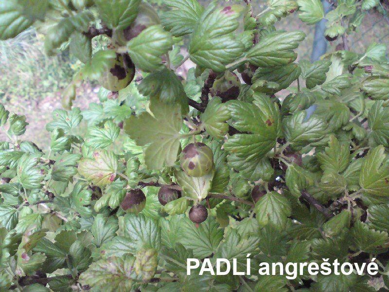 Přírodní prostředek na ochranu rostlin - NATURA Rock Effect