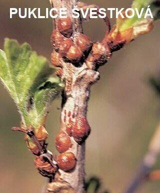 Přírodní prostředek na ochranu rostlin - NATURA Rock Effect