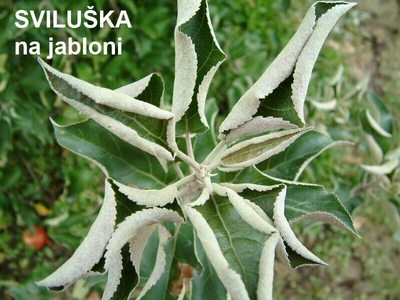 Přírodní prostředek na ochranu rostlin - NATURA Rock Effect