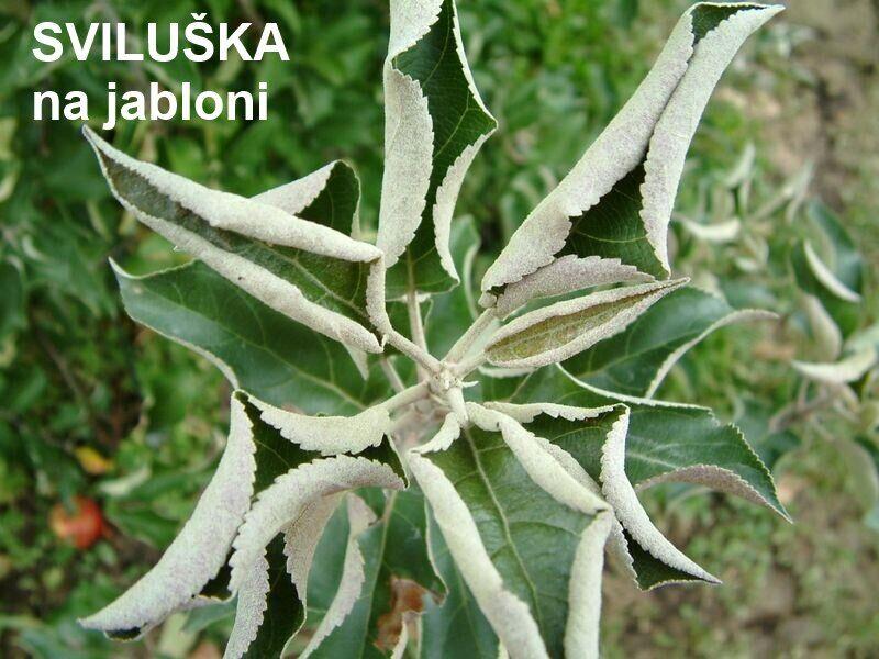 Přírodní prostředek na ochranu rostlin - NATURA Rock Effect