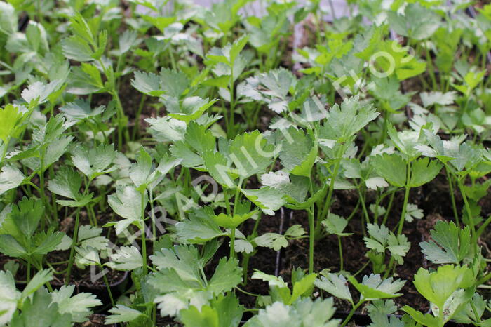 Celer listový 'Jemný' - Apium graveolens v. secalinum 'Jemný'