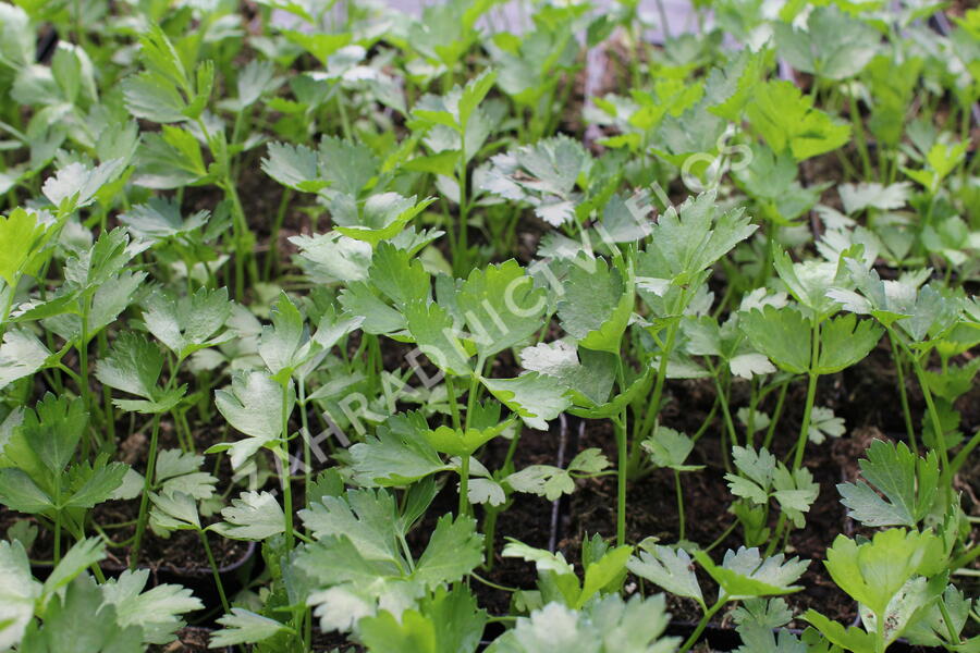 Celer listový 'Jemný' - Apium graveolens v. secalinum 'Jemný'