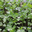 Celer listový 'Jemný' - Apium graveolens v. secalinum 'Jemný'