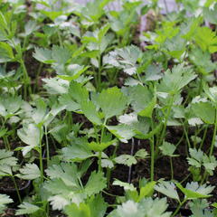 Celer listový 'Jemný' - Apium graveolens v. secalinum 'Jemný'