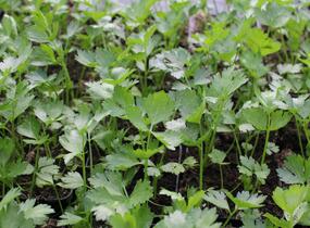 Celer listový 'Jemný' - Apium graveolens v. secalinum 'Jemný'