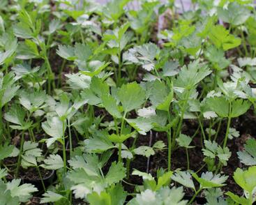 Celer listový 'Jemný'