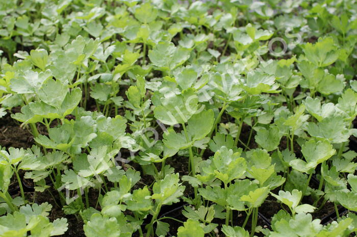 Celer řapíkatý 'Nuget' - Apium graveolens v. dulce 'Nuget'