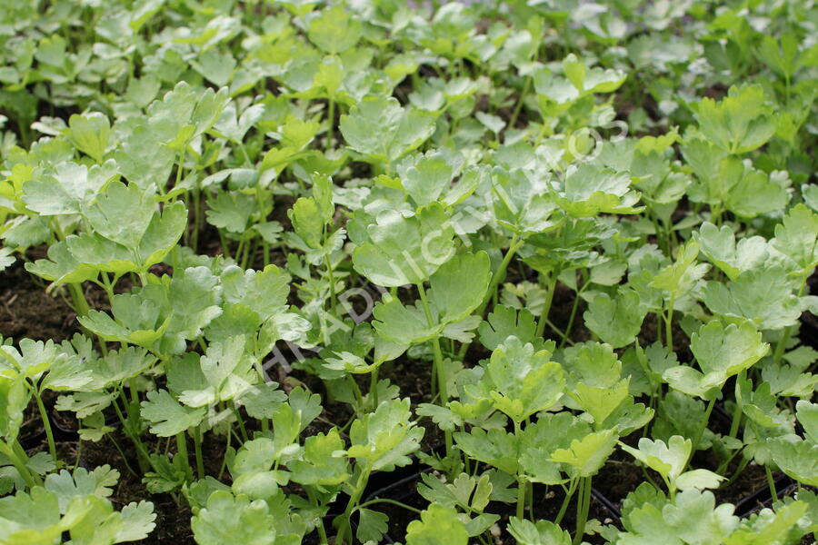 Celer řapíkatý 'Nuget' - Apium graveolens v. dulce 'Nuget'