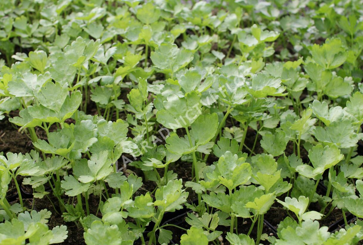 Celer řapíkatý 'Nuget' - Apium graveolens v. dulce 'Nuget'
