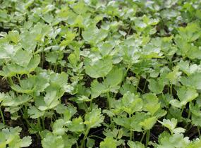 Celer řapíkatý 'Nuget' - Apium graveolens v. dulce 'Nuget'