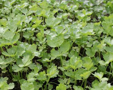 Celer řapíkatý 'Nuget'