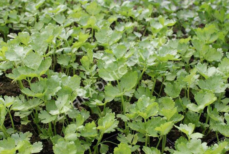 Celer řapíkatý 'Nuget' - Apium graveolens v. dulce 'Nuget'