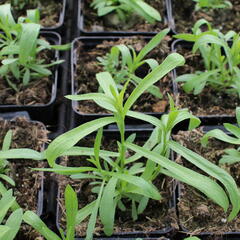 Pelyněk estragon - Artemisia dracunculus