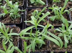 Pelyněk estragon - Artemisia dracunculus