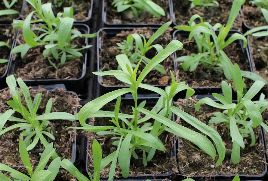 Pelyněk estragon - Artemisia dracunculus