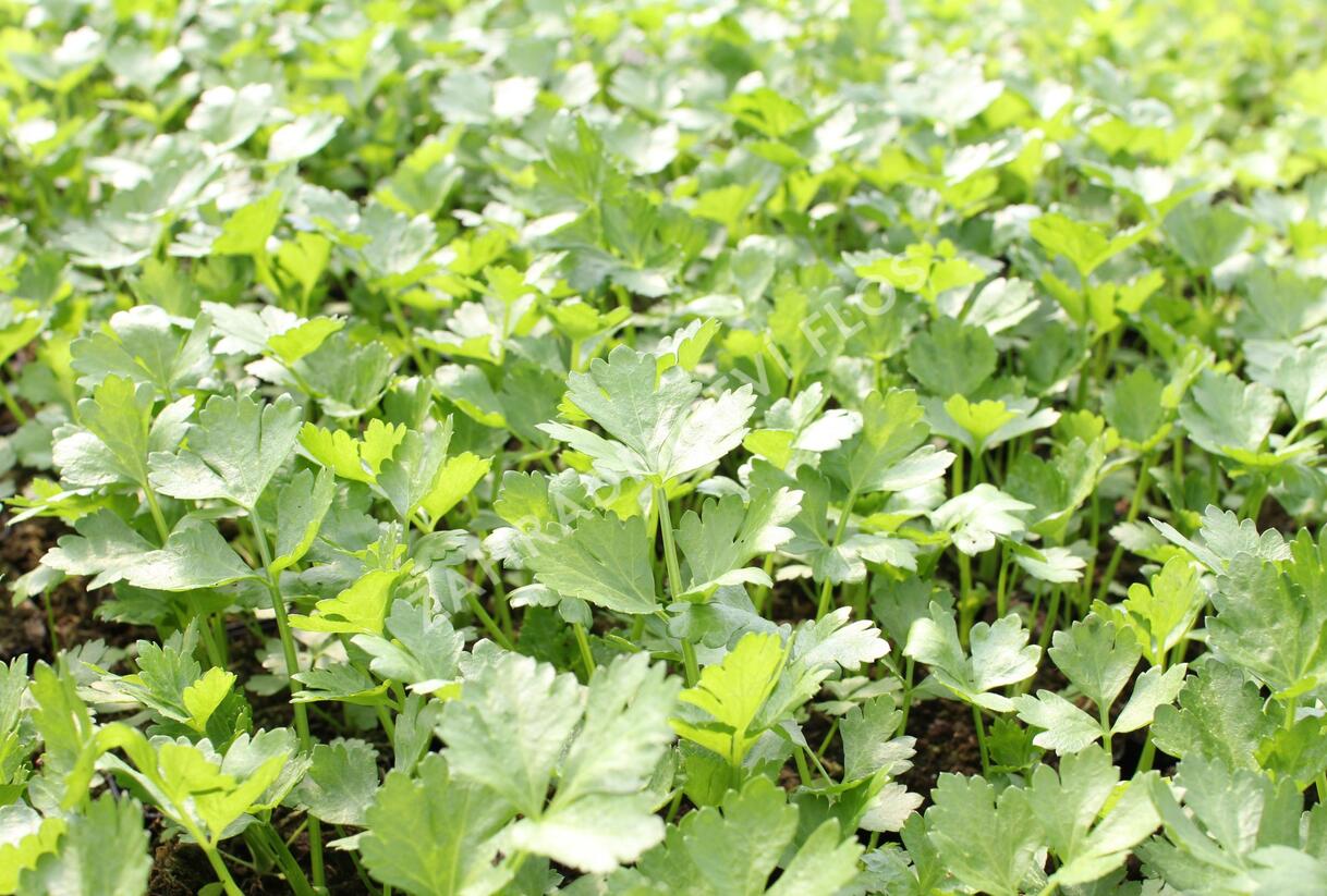 Celer bulvový 'Monet' - Apium graveolens v. rapaceum 'Monet'