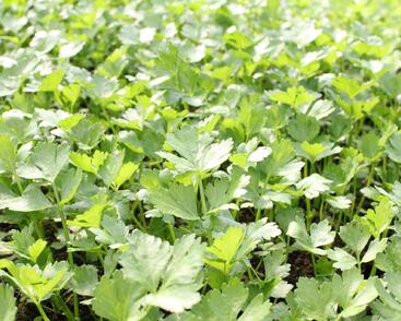 Celer bulvový 'Monet'