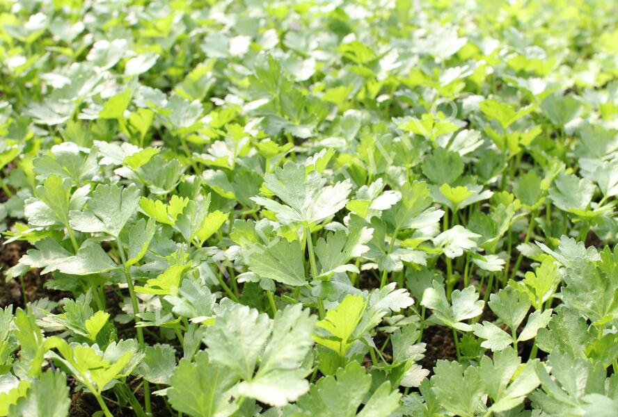 Celer bulvový 'Monet' - Apium graveolens v. rapaceum 'Monet'