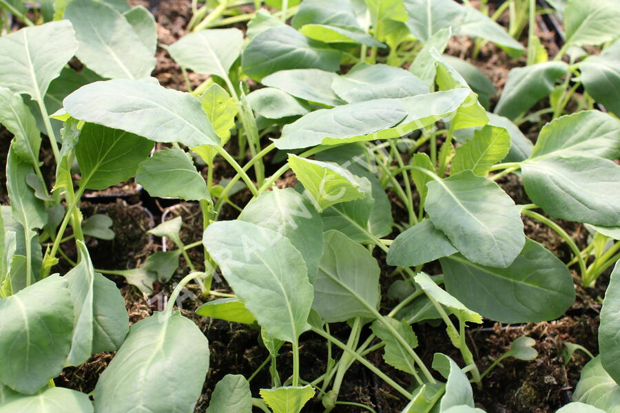 Květák raný 'Beta' - Brassica oleracea var. botrytis 'Beta'