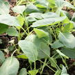 Květák raný 'Beta' - Brassica oleracea var. botrytis 'Beta'