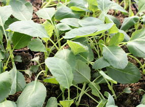 Květák raný 'Beta' - Brassica oleracea var. botrytis 'Beta'